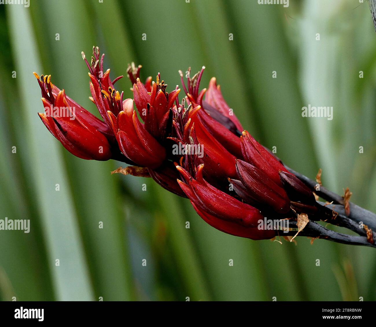 Phormium Tenax. NZ Flachs, Neuseeland Flachs ist eine der markantesten einheimischen Pflanzen in der Region. Er hat schwertförmige Blätter, die 1 bis 3 Meter lang sind und fächerförmig wachsen. Im Frühjahr strömen Vögel – insbesondere tūī –, um sich vom Nektar seiner röhrenförmigen Blüten zu ernähren, die auf bis zu 4,5 Meter langen Stämmen blühen. Durch den Transport von Pollen von Pflanze zu Pflanze helfen die Vögel, Flachs in langen Schoten Samen zu produzieren Stockfoto