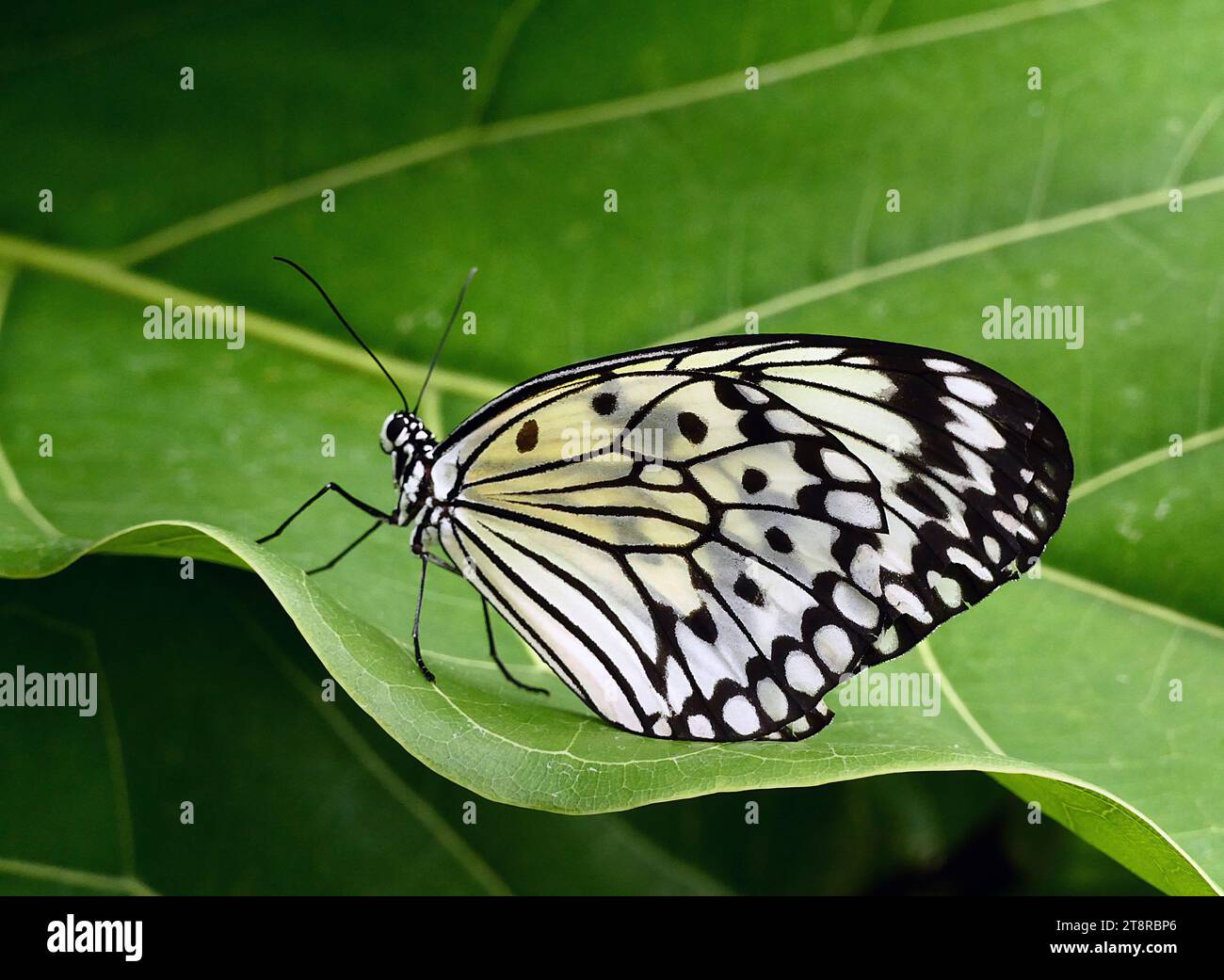 Idea leuconoe - Paper Kite, allgemein bekannt als Paper Kite, IDEA leuconoe sind in dicht bewaldeten Regionen in Südchina, Südjapan, Malaya, Java, Borneo, und den Philippinen. Diese Schmetterlinge haben einen schwachen, flatternden Flug durchsetzt mit Gleitflug aufgrund des hohen Verhältnisses ihrer Flügelgröße zu Körpergröße. Ihre Flügel sind in der Regel hellgelb, braun oder cremeweiß, mit dunkelbraunen oder schwarzen Adern und Flecken Stockfoto