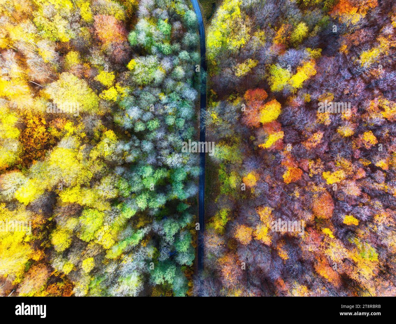 Blick von oben auf die herbstliche bunte Waldlandschaft Tapeten Kunst. Luftbild der Natur mit Kiefern und Asphaltbanner. Waldweg Trog Stockfoto