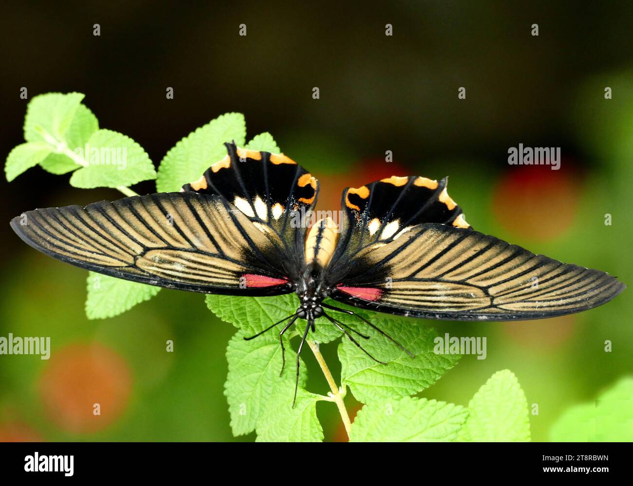 Scarlet Swallowtail, Swallowtail Schmetterlinge sind große, bunte Schmetterlinge in der Familie Papilionidae und umfassen über 550 Arten. Obwohl die Mehrheit tropisch ist, leben Mitglieder der Familie auf jedem Kontinent außer der Antarktis. Die Familie umfasst die größten Schmetterlinge der Welt, die Vogelfalter der Gattung Ornithoptera Stockfoto