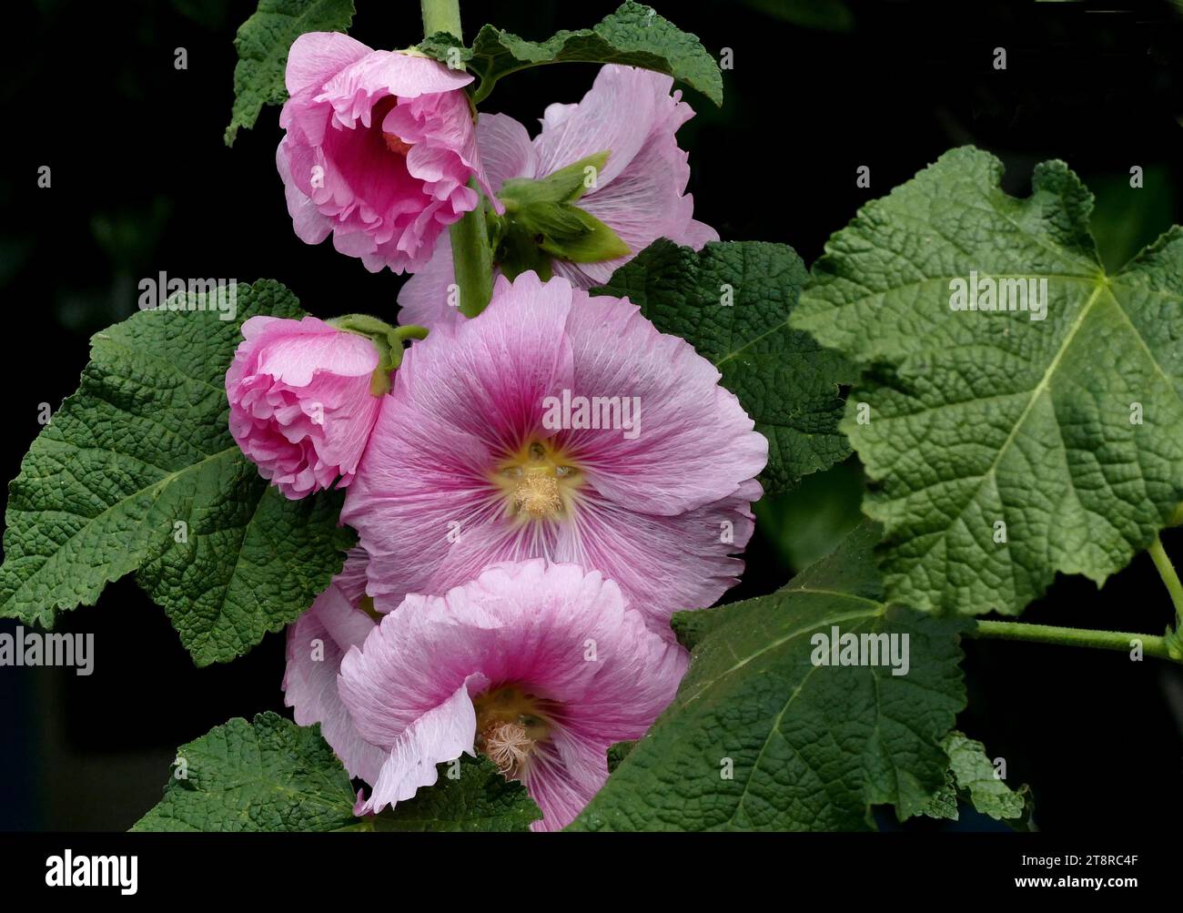 Hollyhock, der Anbau von Hollyhocks (Alcea rosea) im Garten ist das Ziel vieler Gärtner, die sich an diese beeindruckenden Blumen aus ihrer Jugend erinnern. Die Blumenstiele auf den Hollyhocks können bis zu einer Höhe von 9 Fuß erreichen! Sie können sich über einem Garten erheben und Ihrem Garten ein schönes vertikales Element hinzufügen Stockfoto