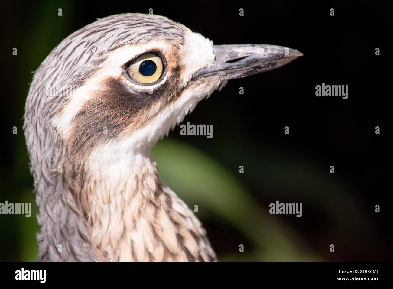 Der Buschsteincurlew hat graubraune Federn mit schwarzen Streifen, eine weiße Stirn und Augenbrauen, einen breiten, dunkelbraunen Augenstreifen und goldene Augen Stockfoto