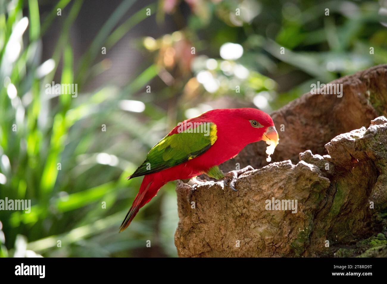 Die plappernde Lory hat einen roten Körper und einen gelben Fleck auf dem Mantel. Die Flügel und Oberschenkel sind grün, die Flügelverkleidungen gelb. Der Schwanz i Stockfoto