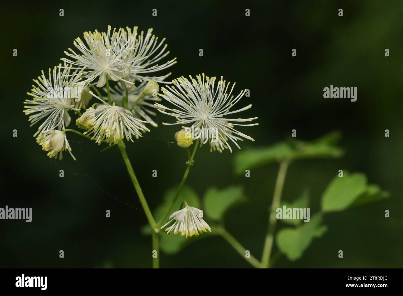 Die sibirische Säulenwiesen (Thalictrum aquilegiifolium) blühen in europäischen und gemäßigten asiatischen Feuchtwäldern Stockfoto