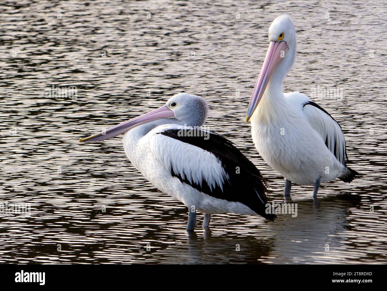 Der australische Pelikan (Pelecanus conspicillatus), der australische Pelikan (Pelecanus conspicillatus) ist ein großer Wasservogel der Familie Pelecanidae, der auf den Binnengewässern Australiens und Neuguineas, auch in Fidschi, Teilen Indonesiens und als Vagrant in Neuseeland verbreitet ist. Es handelt sich um einen überwiegend weißen Vogel mit schwarzen Flügeln und einem rosafarbenen Schnabel. Es wurde berichtet, dass es die längste Schau eines lebenden Vogels hat. Er isst hauptsächlich Fisch, aber auch Vögel und Schrott Stockfoto