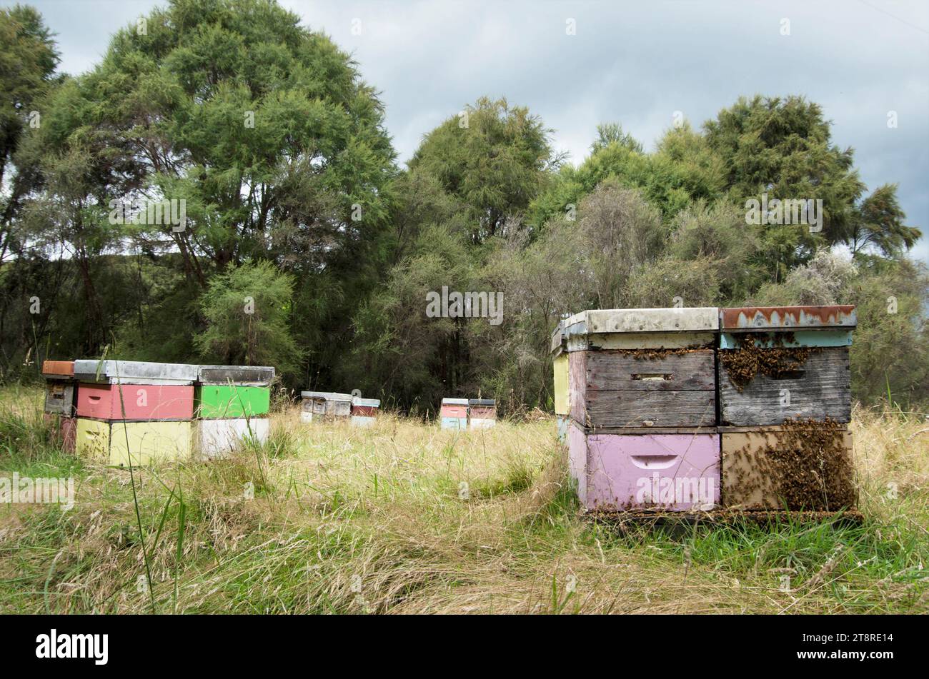 Bienenstöcke mit Honigbienen und manuka im Hintergrund Stockfoto