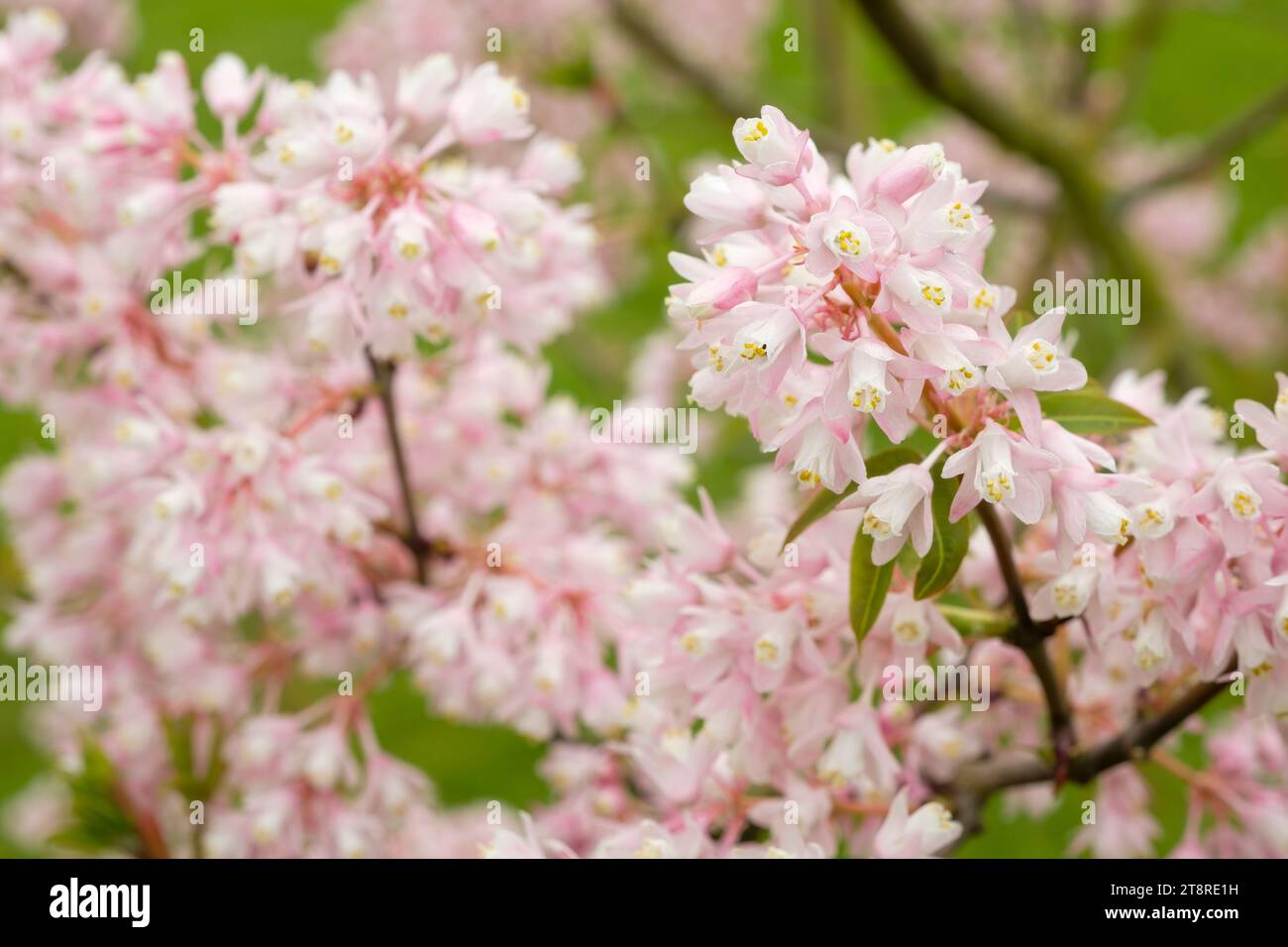 Staphylea Holocarpa Rosea, chinesischer Blumentopf, Blumenkuchen von blassrosa Blüten im Frühjahr Stockfoto