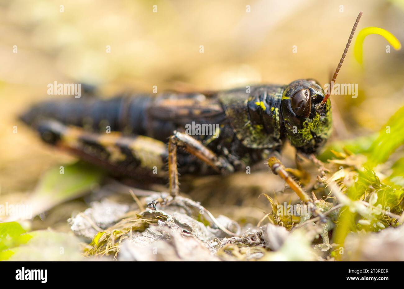 Das steinerne Plateau auf dem Vulkan Gorely auf der Halbinsel Kamtschatka Stockfoto