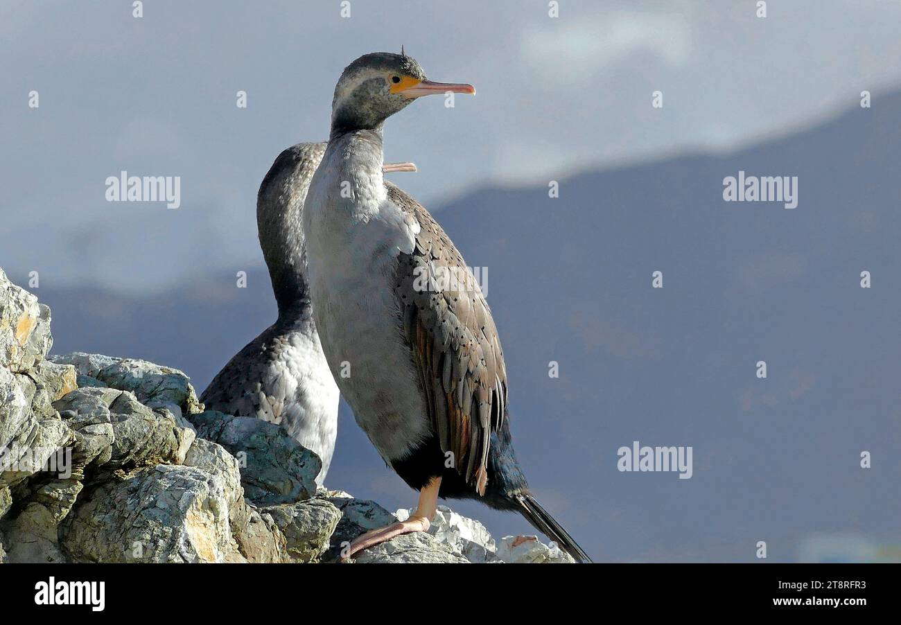 Gepunktete Shags (Stictocarbo punctatus) NZ, Stictocarbo punctatus (Stictocarbo punctatus) sind vor allem für ihr auffälliges Brutgefieder, ihren Doppelwappen und ihre hellgrüne Gesichtshaut bekannt. Die hellgraue Vorderseite und die hellbraune Rückseite und die Flügel unterscheiden sich von den gängigeren Schwarz-weiß-Farben. Der Name Māori lautet Parekareka, und in Canterbury werden sie als Flip-Flaps bezeichnet, die von ihrem geübten Start aus dem Wasser stammen Stockfoto