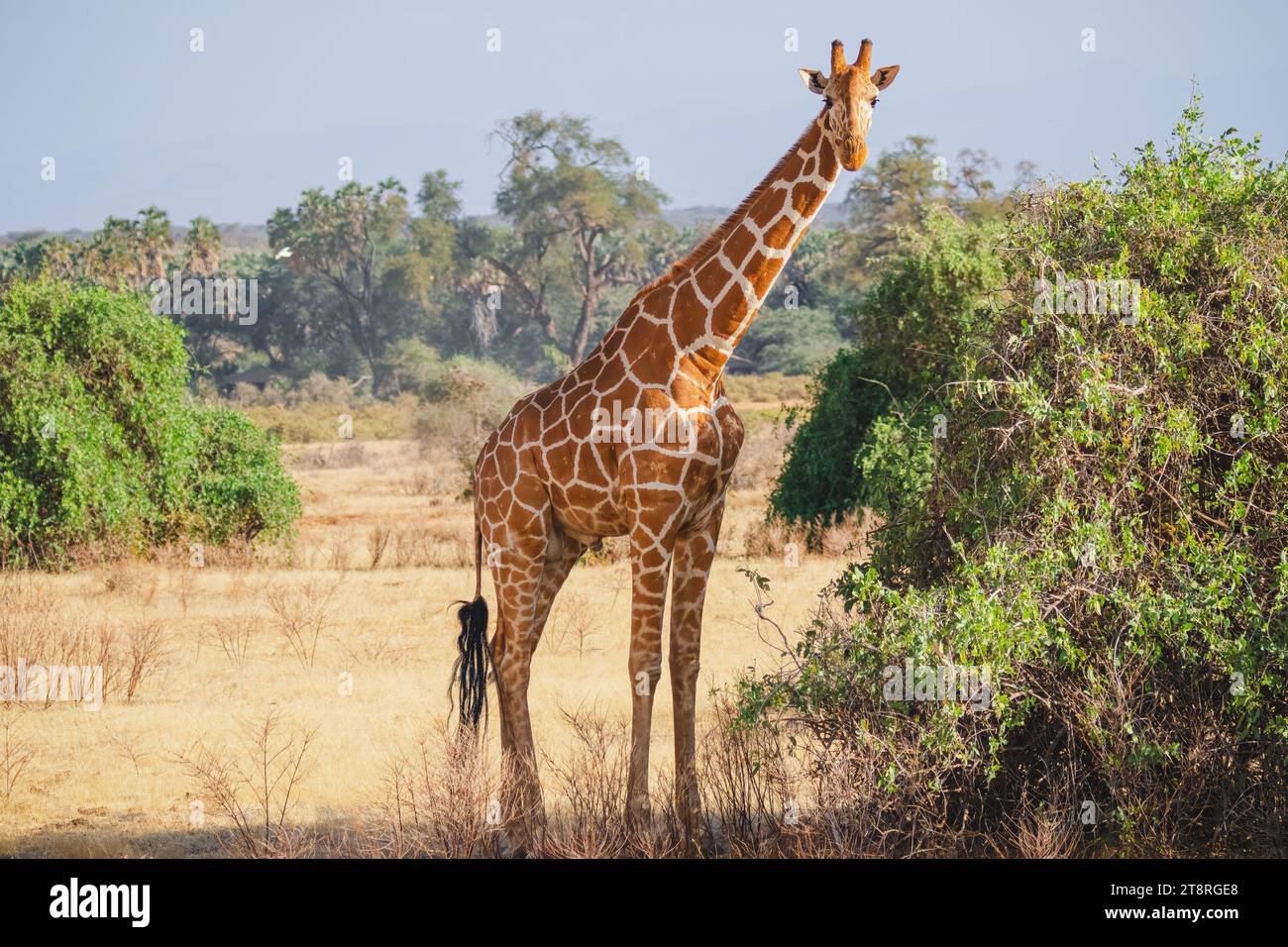 Tiere in freier Wildbahn - Retikulierte Giraffe - Samburu National Reserve, Nord-Kenia Stockfoto