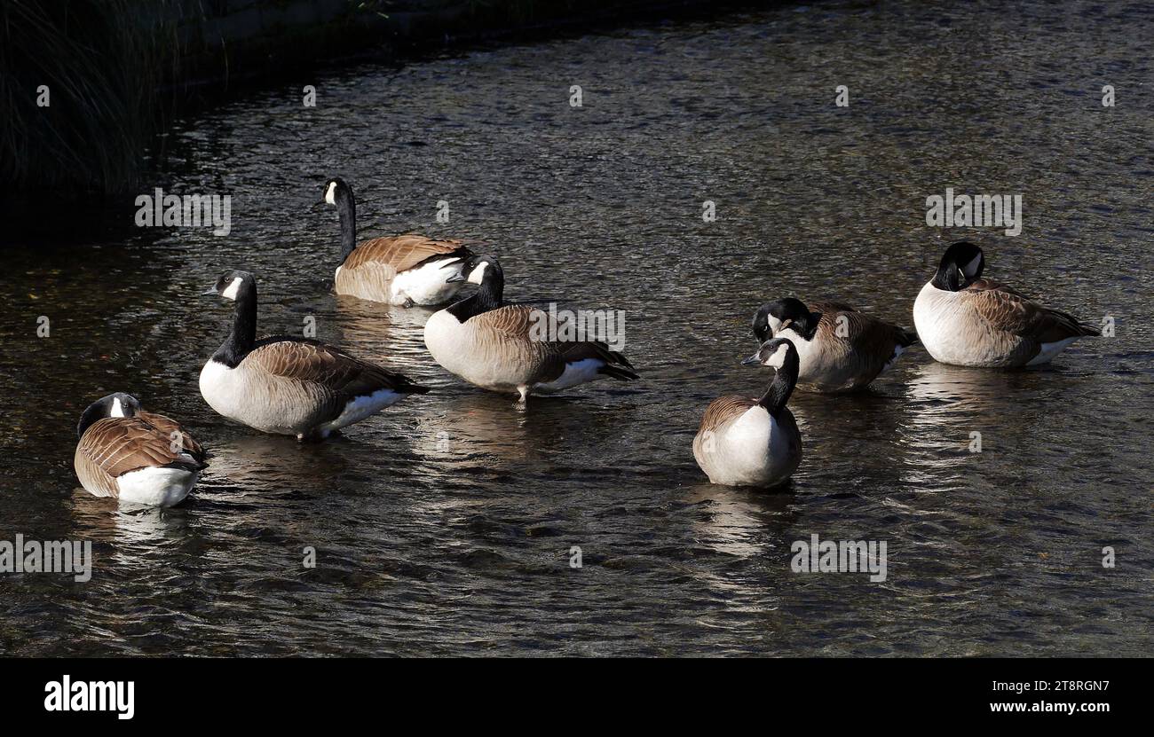 Kanadiengänse (Branta canadensis) NZ, Kanadiengänse (Branta canadensis) sind ein problematischer Einschleppvogel in Neuseeland aufgrund der Schäden an Weiden und Ernten Stockfoto