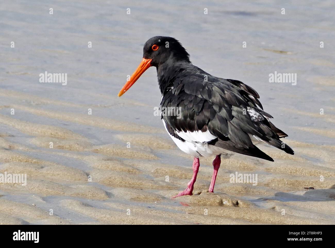 Variabler Austernfänger (Haematopus unicolor), der variabler Austernfänger ist ein großer, stark gebauter Ufervogel. Erwachsene haben schwarze Oberteile, ihre Unterteile variieren von ganz schwarz, über eine Reihe von schlammigen zwischenzuständen bis hin zu weiß. Sie haben einen auffälligen langen, hellorangefarbenen Schnabel (bei Weibchen länger) und kräftige, korallenrosa Beine. Die Iris ist rot und der Augenring orange. Flaumküken kommen in zwei Farbveränderungen vor: Sie haben einen schwarzen Schnabel, hellgraue Oberteile mit schwarzen Markierungen und entweder graue oder cremeweiße Unterteile. Stockfoto