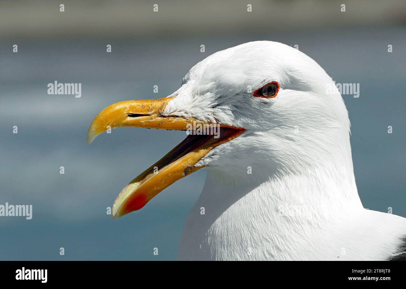 Kopf der schwarzen Möwe, die bekannte große Möwe in ganz Neuseeland. Erwachsene haben weißen Kopf und Unterteil mit schwarzem Rücken, gelbe Banane mit rotem Fleck in der Nähe der unteren Unterkieferkappe und blassgrüne Beine. Jungtiere sind dunkel meliert braun mit schwarzem Schnabel und Beinen; ihr Gefieder hellt sich mit dem Alter auf, bis sie mit 3 Jahren in ein erwachsenes Gefieder münden Stockfoto