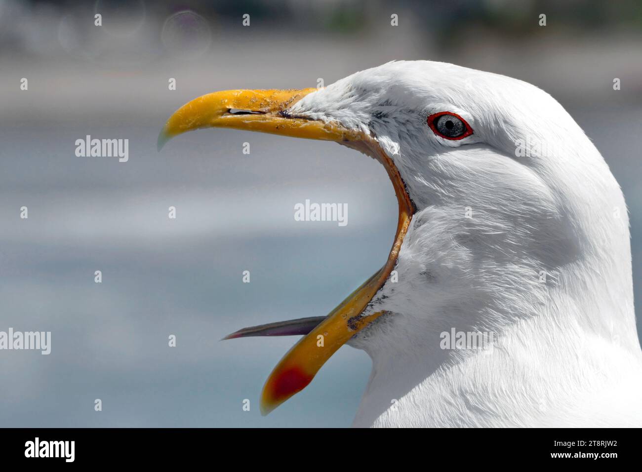 Laut mouthed Gull. Die bekannte große Möwe in ganz Neuseeland. Erwachsene haben weißen Kopf und Unterteil mit schwarzem Rücken, gelbe Banane mit rotem Fleck in der Nähe der unteren Unterkieferkappe und blassgrüne Beine. Jungtiere sind dunkel meliert braun mit schwarzem Schnabel und Beinen; ihr Gefieder hellt sich mit dem Alter auf, bis sie mit 3 Jahren in ein erwachsenes Gefieder münden Stockfoto