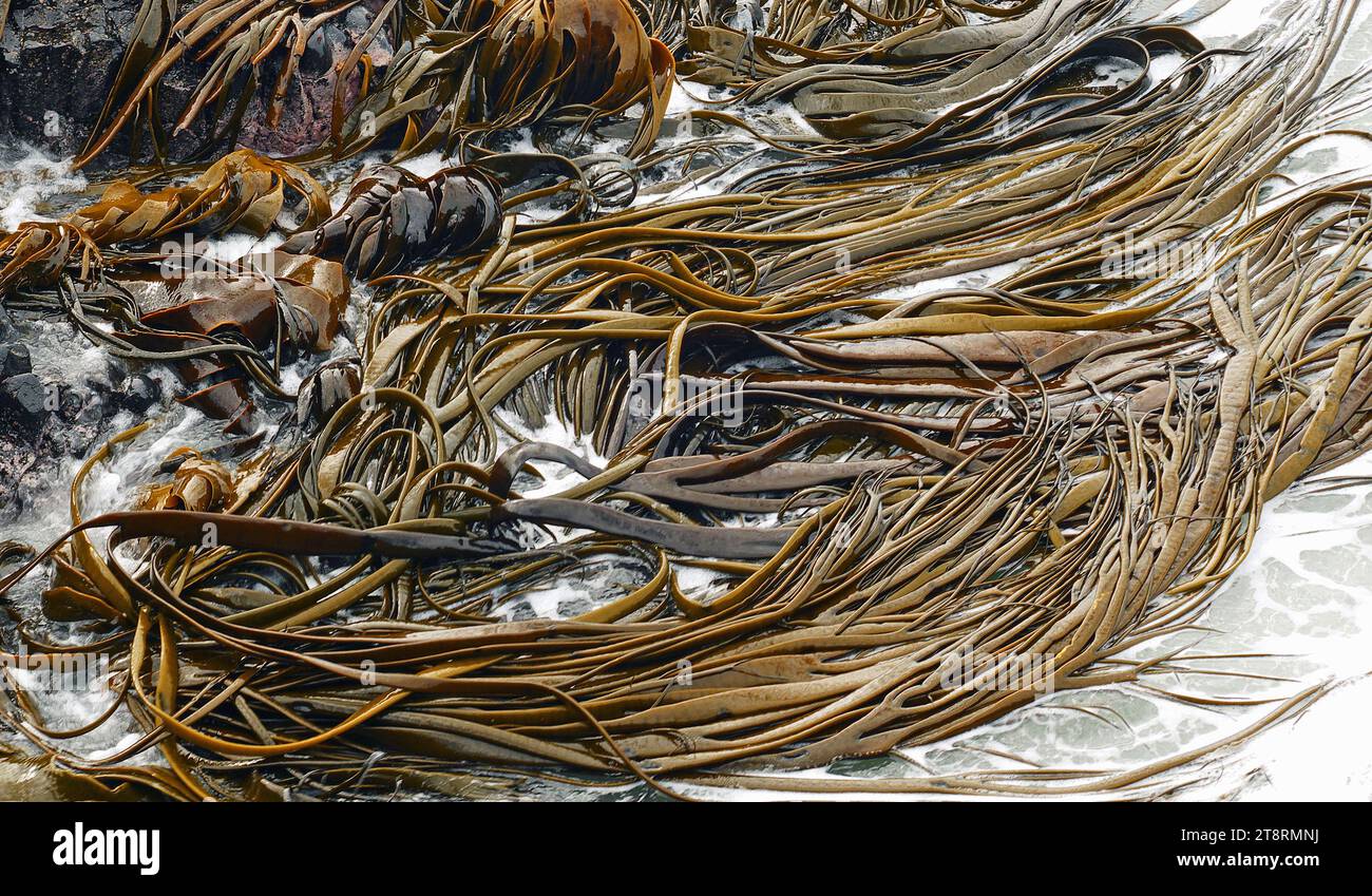 Bullentang (Nereocystis luetkeana), Bullentang oder Rilurapa ist die dominante Alge der exponierten felsigen Küsten um Neuseeland und die subantarktischen Inseln. Seine dicke, flexible Spitze trägt eine schwammige, breite Klinge, die normalerweise in schmale Bänder unterteilt ist Stockfoto