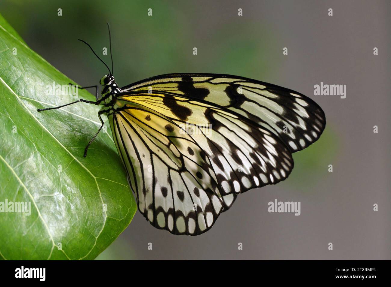 Idea leuconoe - (Paper Kite), allgemein bekannt als Paper Kite, sind in dicht bewaldeten Regionen Südchina, Südjapan, Malaya, Java, Borneo, und den Philippinen. Diese Schmetterlinge haben einen schwachen, flatternden Flug durchsetzt mit Gleitflug aufgrund des hohen Verhältnisses ihrer Flügelgröße zu Körpergröße. Ihre Flügel sind in der Regel hellgelb, braun oder cremeweiß, mit dunkelbraunen oder schwarzen Adern und Flecken Stockfoto