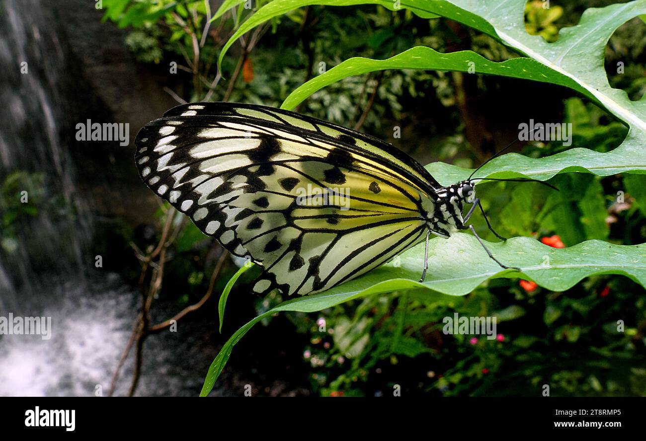 Paper Kite. (Idee leuconoe), allgemein bekannt als Paper Kite, sind in dicht bewaldeten Regionen in Südchina, Südjapan, Malaya, Java, Borneo, und den Philippinen. Diese Schmetterlinge haben einen schwachen, flatternden Flug durchsetzt mit Gleitflug aufgrund des hohen Verhältnisses ihrer Flügelgröße zu Körpergröße. Ihre Flügel sind in der Regel hellgelb, braun oder cremeweiß, mit dunkelbraunen oder schwarzen Adern und Flecken Stockfoto