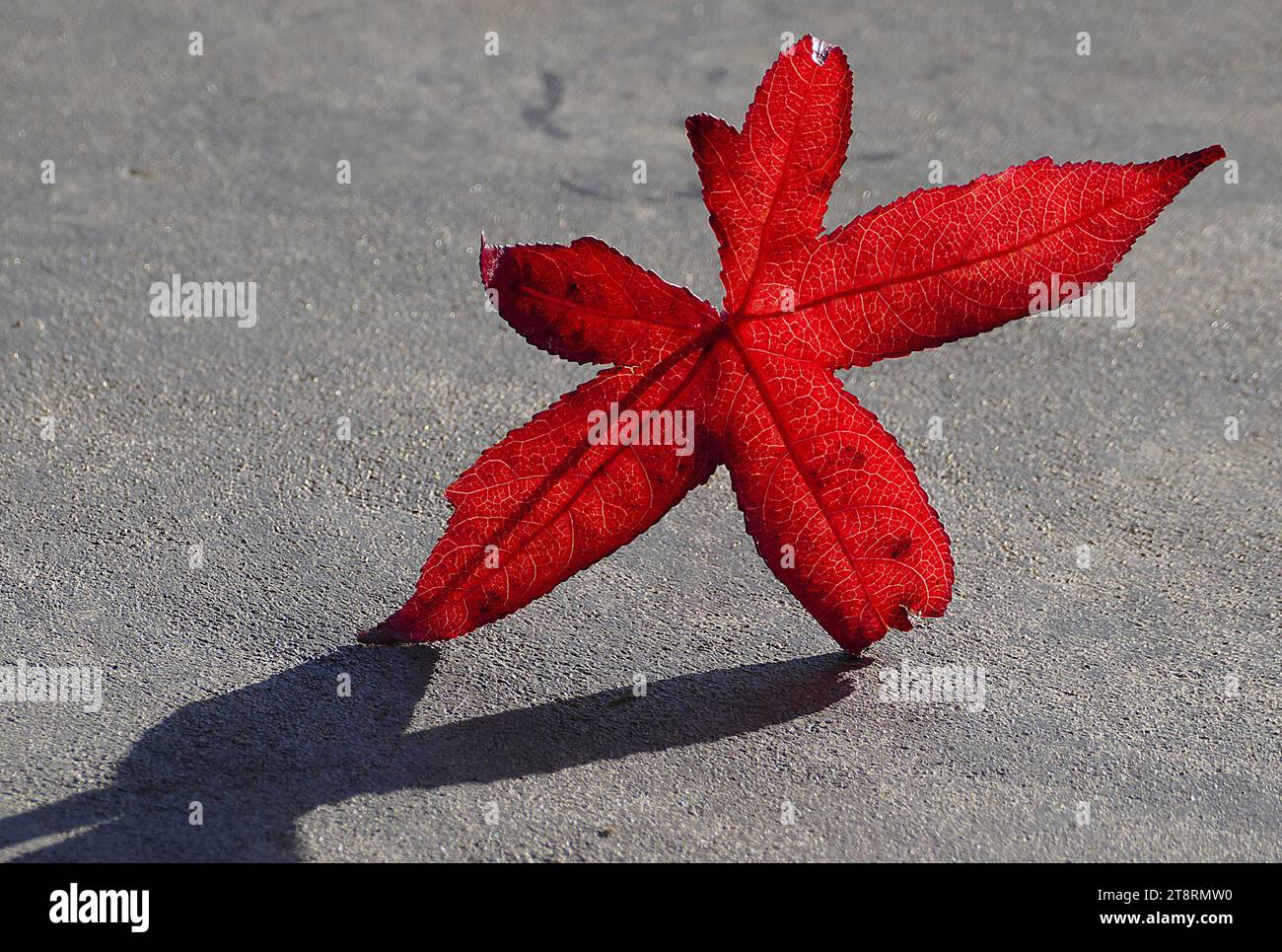 Gefallener Engel, wenn der Sommer endet und der Herbst kommt, werden die Tage immer kürzer. So „wissen“ die Bäume, dass sie sich auf den Winter vorbereiten Stockfoto