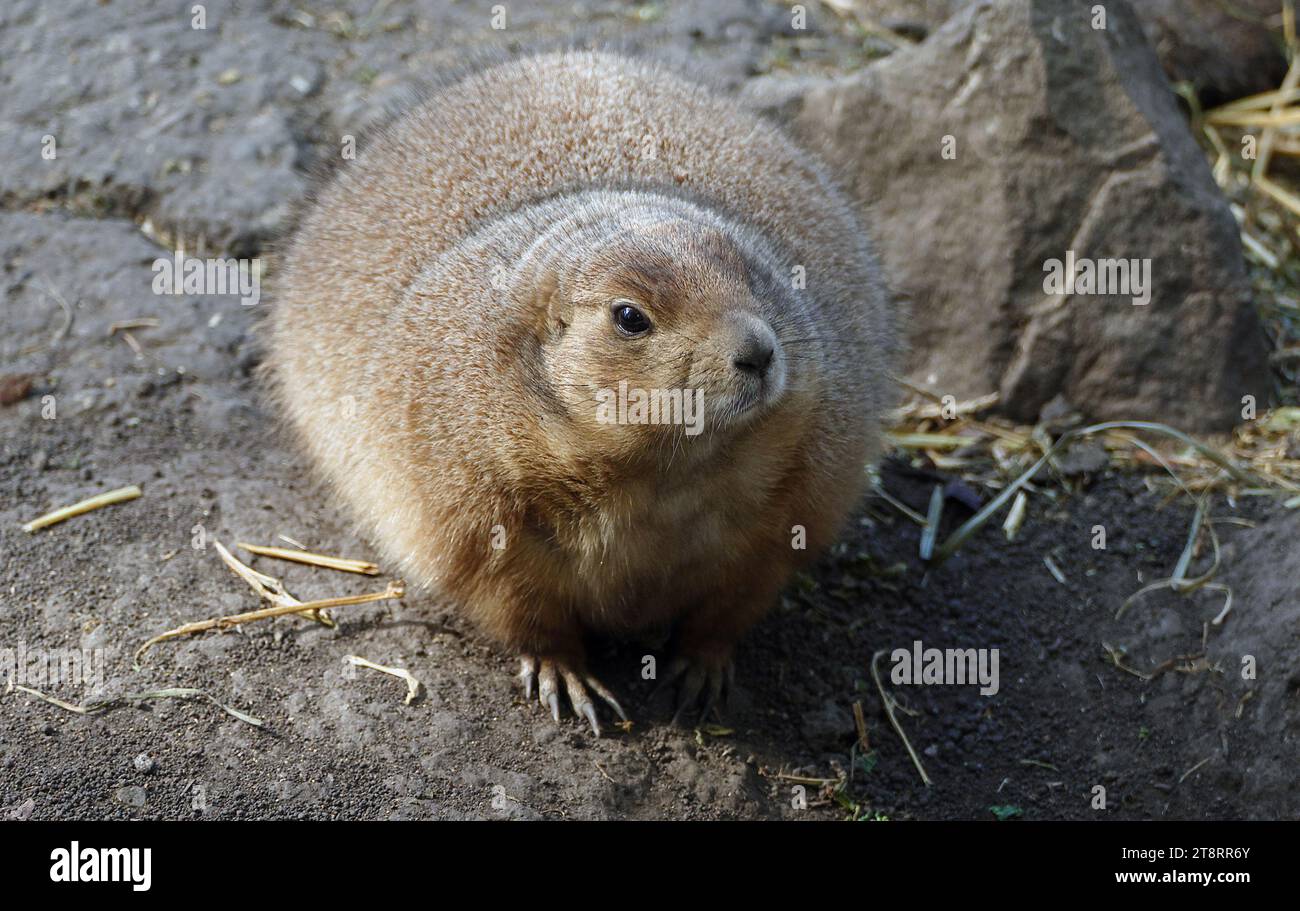 Der Schwarzschwanz-Präriehund (Cynomys ludovicianus), der Schwarzschwanz-Präriehund, gehört zur Familie der Eichhörnchen und ist eng mit dem Bodenhörnchen verwandt. Es hat gelblich bis rötlich braunes Fell auf der Rückseite und an den Seiten und helleres Fell unter dem Hals und auf der Brust. Er hat kleine Ohren an den Seiten seines Kopfes, einen langen Körper, kleine Vorderpfoten mit langen Klauen und einen kurzen, schwarzen Schwanz Stockfoto