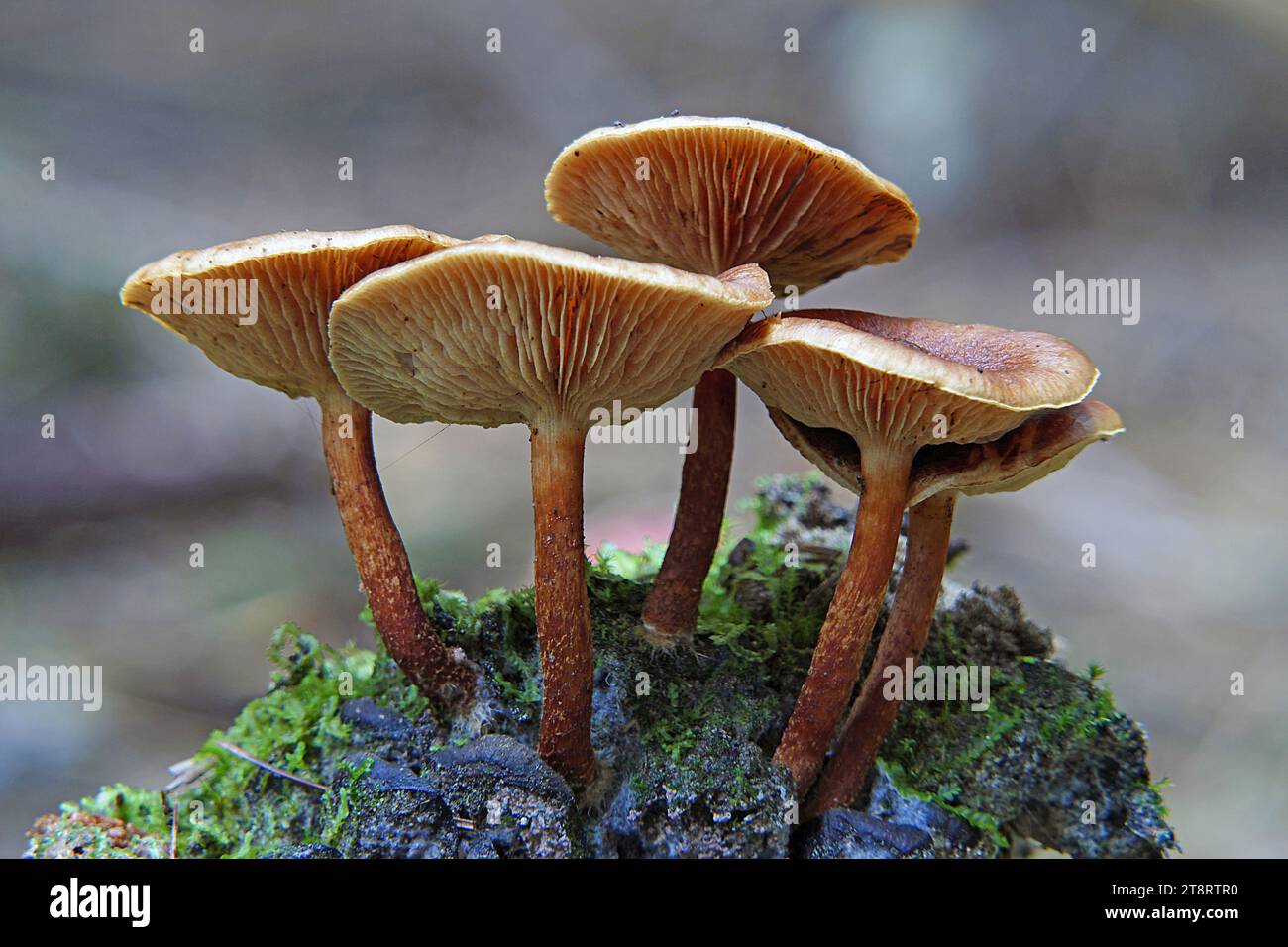 Pholiota ist eine Gattung kleiner bis mittelgroßer, fleischiger Pilze aus der Familie der Strophariaceae. Es handelt sich um Sasonden, die typischerweise auf Holz leben. Die Gattung ist vor allem in gemäßigten Regionen weit verbreitet und enthält etwa 150 Arten Stockfoto
