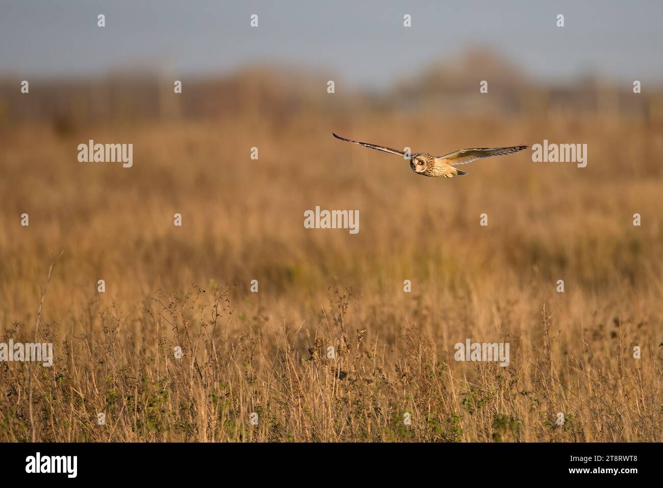 Eine kurzohrige Eulenjagd. Stockfoto