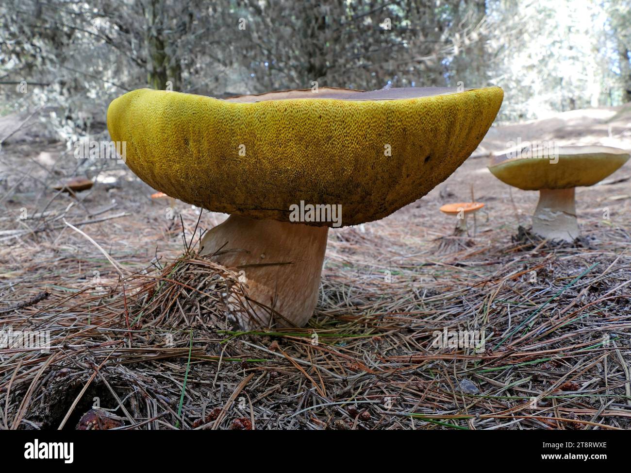 Boletus edulis (Penny Bun, cep, Porcino oder Porcini), Boletus edulis (Englisch: Penny Bun, cep, Porcino oder Porcini) ist ein Basidiomyzetenpilz und die Art der Gattung Boletus. der Pilz wächst in Laub- und Nadelwäldern und Baumplantagen und bildet symbiotische ektomykorrhizale Assoziationen mit lebenden Bäumen, indem er die unterirdischen Wurzeln des Baumes mit Hüllen aus Pilzgewebe umhüllt. Der Pilz produziert im Sommer und Herbst Sporen tragende Fruchtkörper über dem Boden Stockfoto