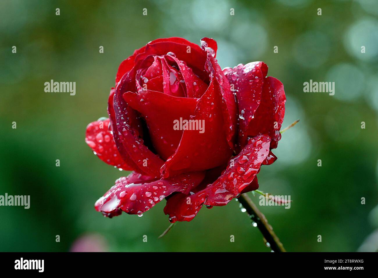 Rose. Percious Platin, Rosa „Precious Platin“ ist eine mittelrote Hybrid-Teerose. Es ist eine Mischung aus Rosa „Red Planet“ und Rosa „Franklin Engelmann“ Stockfoto