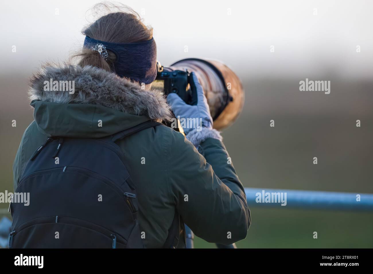 Ein Wildlife-Fotograf in Burwell Fen. Stockfoto