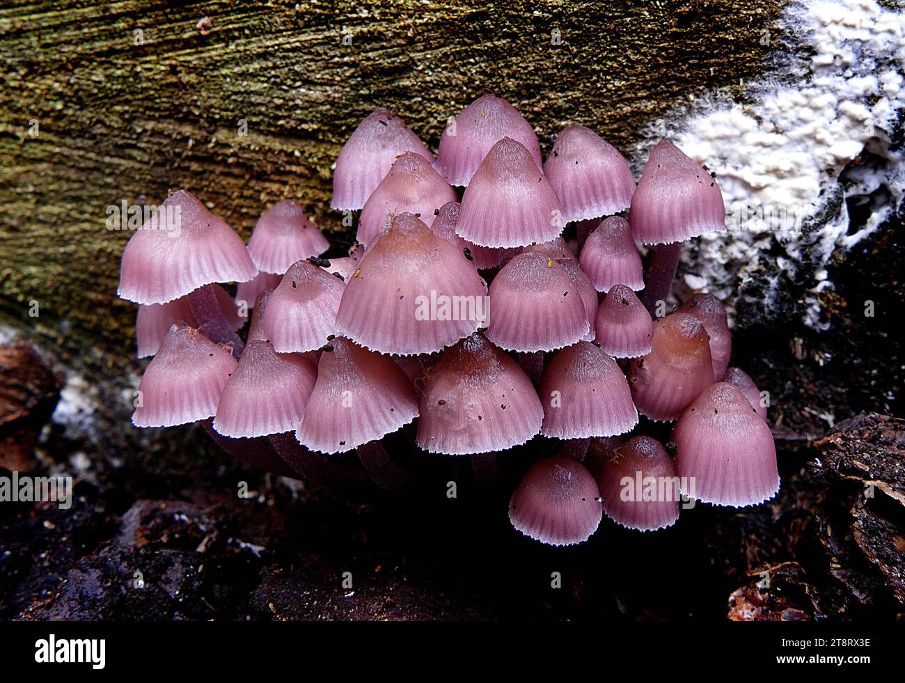 Mycena haematopus, Mycena haematopus, auch bekannt als der blutende Feenhelm, die Burgundydrop-Haube oder die blutende Mycena, ist eine Pilzart aus der Familie der Mycenaceae, der Ordnung Agaricales. Sie ist in Europa und Nordamerika weit verbreitet und wurde auch in Japan und Venezuela gesammelt. Sie ist saprotroph – das heißt, sie erhält Nährstoffe durch den Verzehr von zersetztem organischem Material – und die Fruchtkörper erscheinen in kleinen Gruppen oder Gruppen auf den abfallenden Stämmen, Stämmen und Baumstümpfen von Laubbäumen, insbesondere Buchen Stockfoto