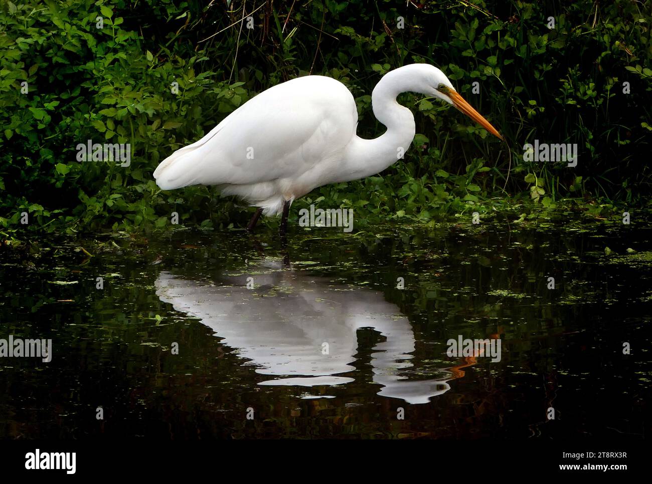Weißer Reiher (Egretta alba modesta), Ein großer weißer Reiher mit langem gelbem Schnabel, langen dunklen Beinen und einem sehr langen Hals. Bei der Züchtung wird der Schuft grau-schwarz und es entstehen lange fadenförmige Federn, vor allem auf dem Rücken. Im Flug steckt der weiße Reiher seinen Kopf zurück in seine Schultern, so dass sein Hals verborgen ist, was ihm ein gebeugtes Aussehen verleiht. Beim Gehen hat der weiße Reiher eine elegante aufrechte Haltung, die die extreme Länge seines Halses zeigt. In der Ruhezeit ist der Vogel mehr gebeugt und der Kopf ist eingeklemmt, wodurch der Vogel sperriger erscheint. Stockfoto