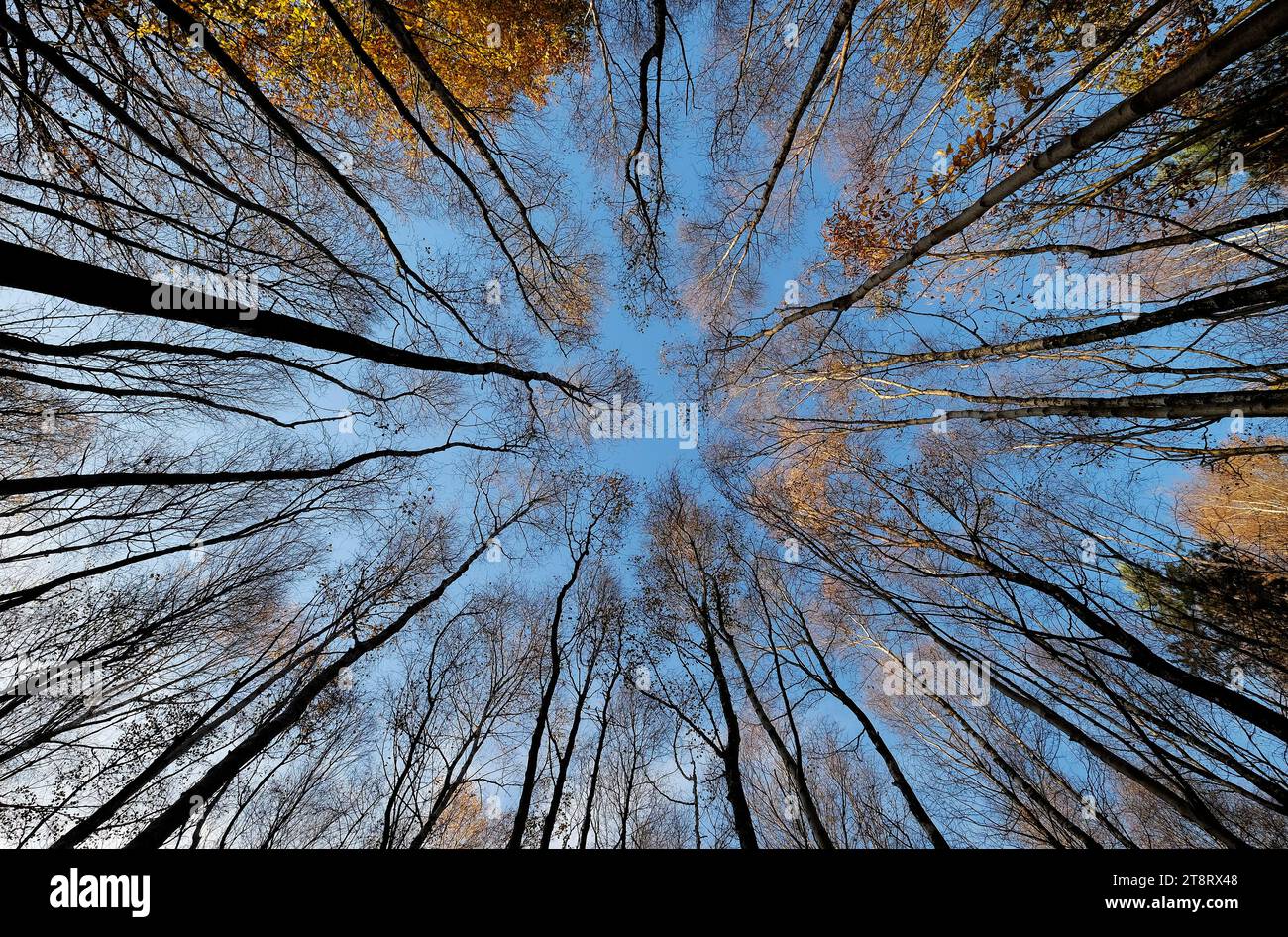 Blick nach oben durch Herbstbäume zum Hintergrund des blauen Himmels Stockfoto