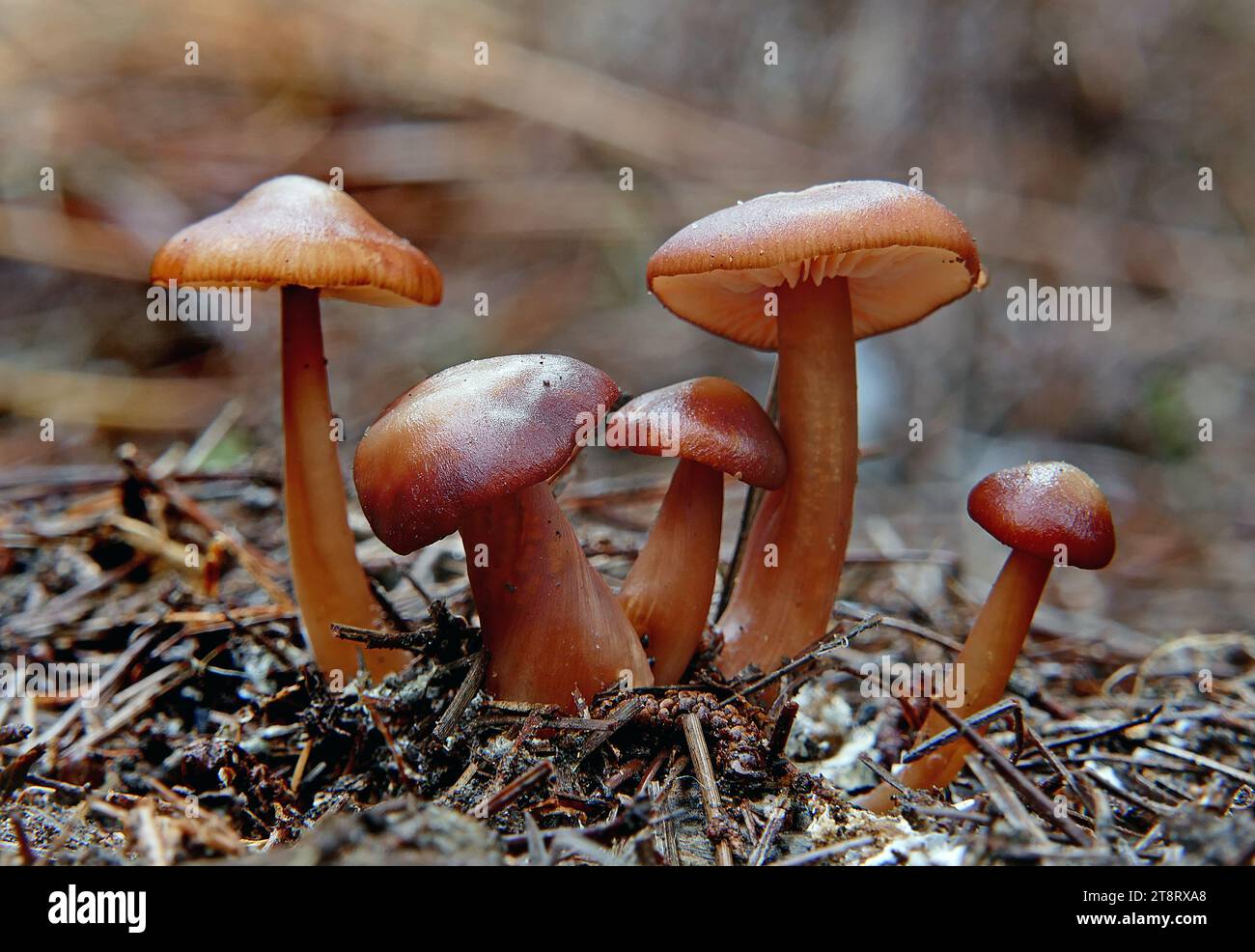 Cortinarius sp., Cortinarius ist eine große, morphologisch divergente Gattung der Ektomykorrhiza-Arten. Arten dieser Gattung gehören zu den häufigsten und prominentesten Pilzen, die im Herbst in Neuseelands Buchenwäldern zu sehen sind Stockfoto