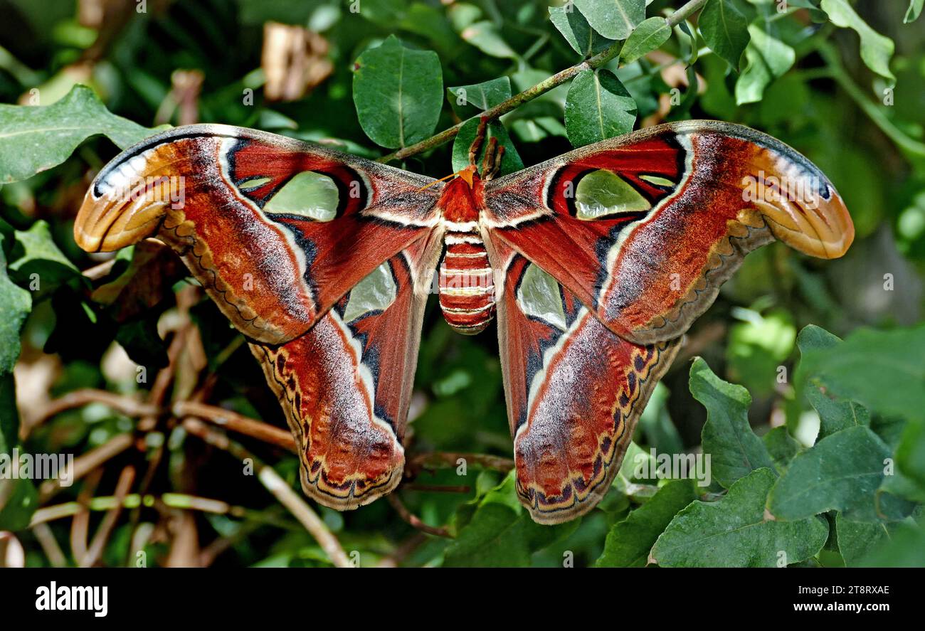 Atlas Moth (Attacus atlas), die Atlas Moth hat eine Flügelspanne von 25-30 cm und die größten Flügel aller Motten decken etwa 400 cm² ab. Die Männer sind kleiner und verfügen über eine breite, kammartige Antenne. Der Körper ist im Vergleich zu den Flügeln überproportional klein. Vorder- und Hinterflügel haben ein ähnliches Muster, das rötlich-braun ist, mit schwarzen, weißen, rosa und violetten Linien und einem typischen, dreieckigen, schuppenlosen Fenster, das in Schwarz eingefasst ist. Die Vorderflügel haben hervorstehende apikale Kanten. Die Unterseite ist heller. Es gibt viele beschriebene Unterarten Stockfoto
