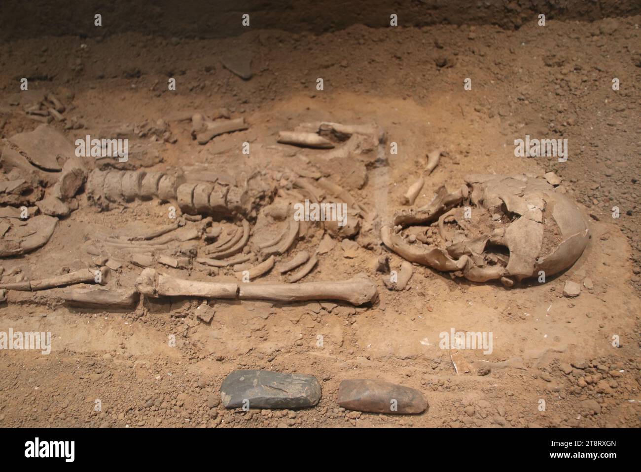 Neolithisches männliches Skelett, ca. 1600 v. Chr., Alter 30-35 Jahre, Nationalmuseum von Thailand, Bangkok Stockfoto