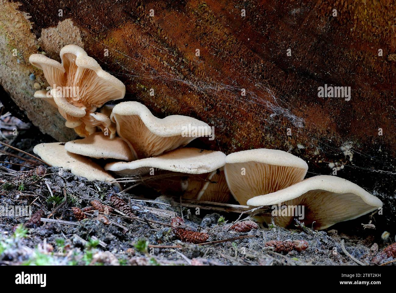 Pleurotus ostreatus, Pleurotus ostreatus, der Perlenausternpilz oder Baumausternpilz, ist ein üblicher Speisepilz. Er wurde erstmals in Deutschland als Lebensunterhaltsmaßnahme während des Ersten Weltkriegs angebaut und wird heute weltweit kommerziell für Nahrungsmittel angebaut. Er ist verwandt mit dem ähnlich kultivierten Königsausternpilz Stockfoto