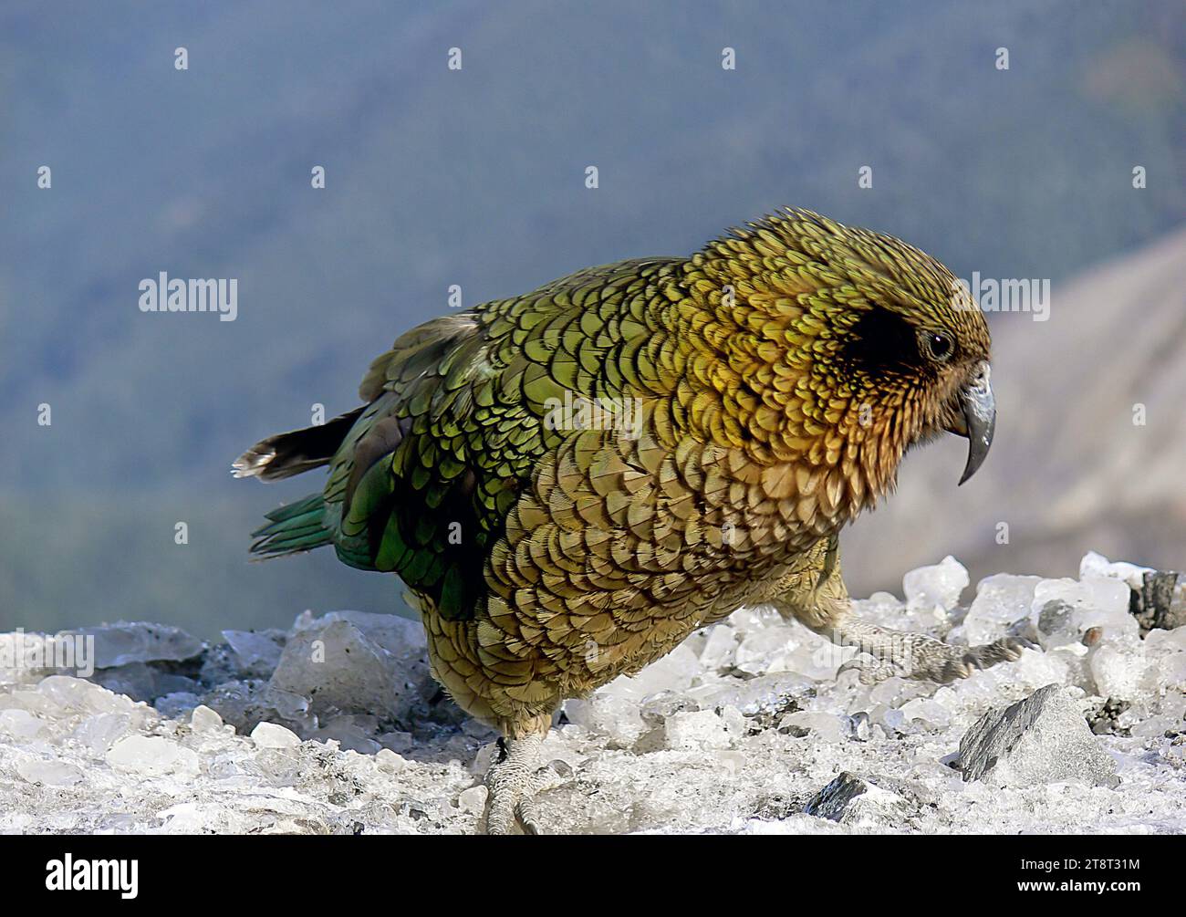 Kea. NZ Alpenpapagei, Nestor notabilis Stockfoto