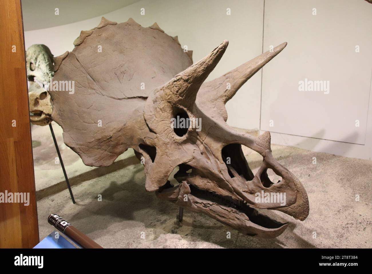 Triceratops Skull, Land Bank Exhibition Hall, National Taiwan Museum. Taipeh, Taiwan Stockfoto