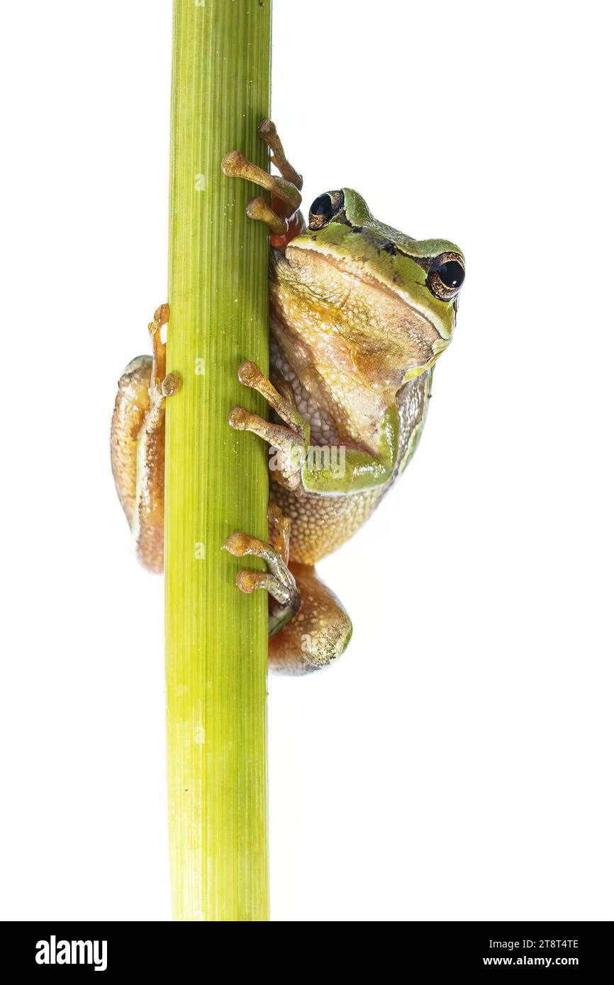 Grüner Europäischer Baumfrosch (Hyla arborea) klettert auf weißem Hintergrund. Stockfoto