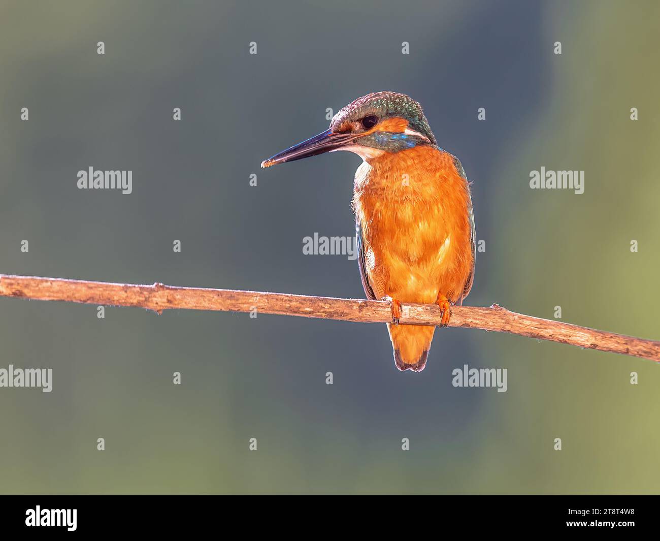 Gemeinsamen Europäischen Eisvogel (Alcedo atthis) auf einem Ast über dem Fluss und Jagd für Fische auf dem bunten Hintergrund thront. Diese sparrow - Vogel ist Stockfoto