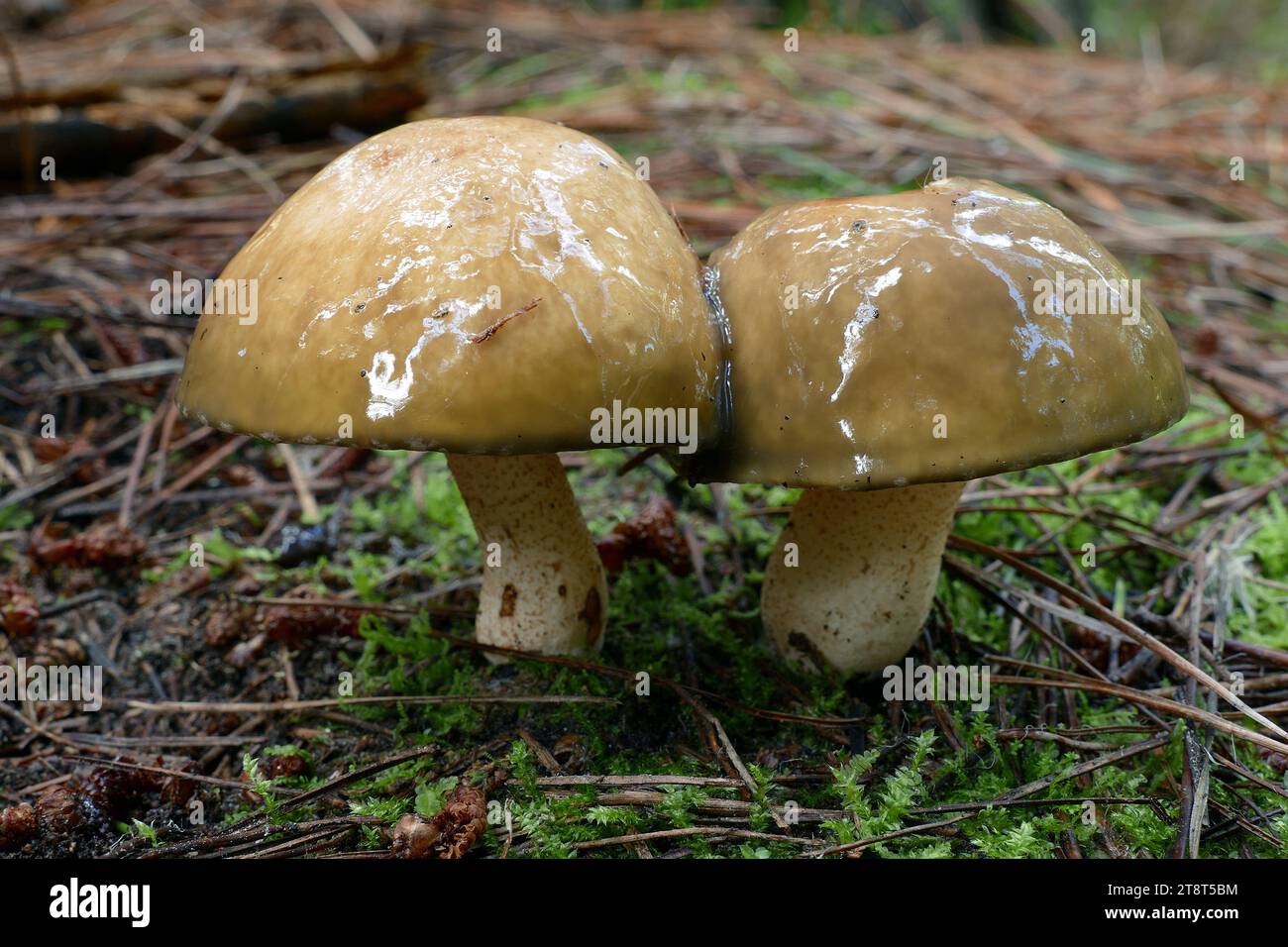 Amanita phalloides?, Amanita phalloides, allgemein bekannt als Todeskappe, ist ein tödlicher giftiger Basidiomyzetenpilz, einer von vielen in der Gattung Amanita. A. phalloides ist in ganz Europa weit verbreitet, sprießt aber jetzt in anderen Teilen der Welt und bildet Ektomykorrhizas mit verschiedenen Laubbäumen Stockfoto