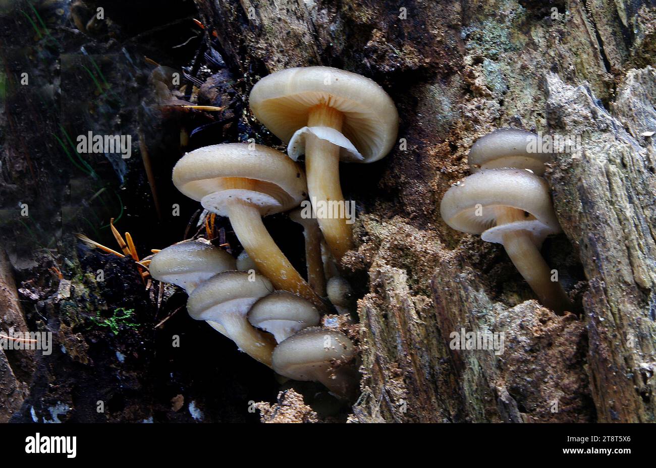 Armillaria novaezealandae, Armillaria novae-zelandiae ist eine Pilzart aus der Familie der Physalacriaceae. Diese Pflanzenpathogenart ist eine von drei Armillaria-Arten, die in Neuseeland identifiziert wurden Stockfoto