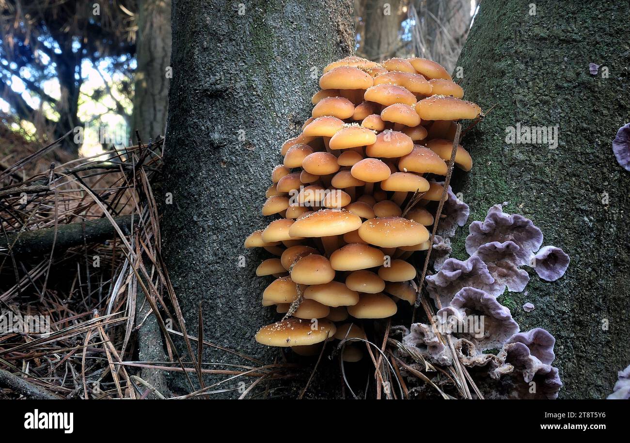 Hypholoma fasciculare, Hypholoma fasciculare, auch bekannt als Schwefelbüschel oder Sammelholzliebhaber, ist ein häufig vorkommender Waldpilz, der oft in Belegen dafür ist, dass kaum andere Pilze zu finden sind. Dieser saprotrophe kleine Kiemenpilz wächst in großen Klumpen auf Baumstümpfen, toten Wurzeln oder verrottenden Stämmen von Laubbäumen fruchtbar Stockfoto