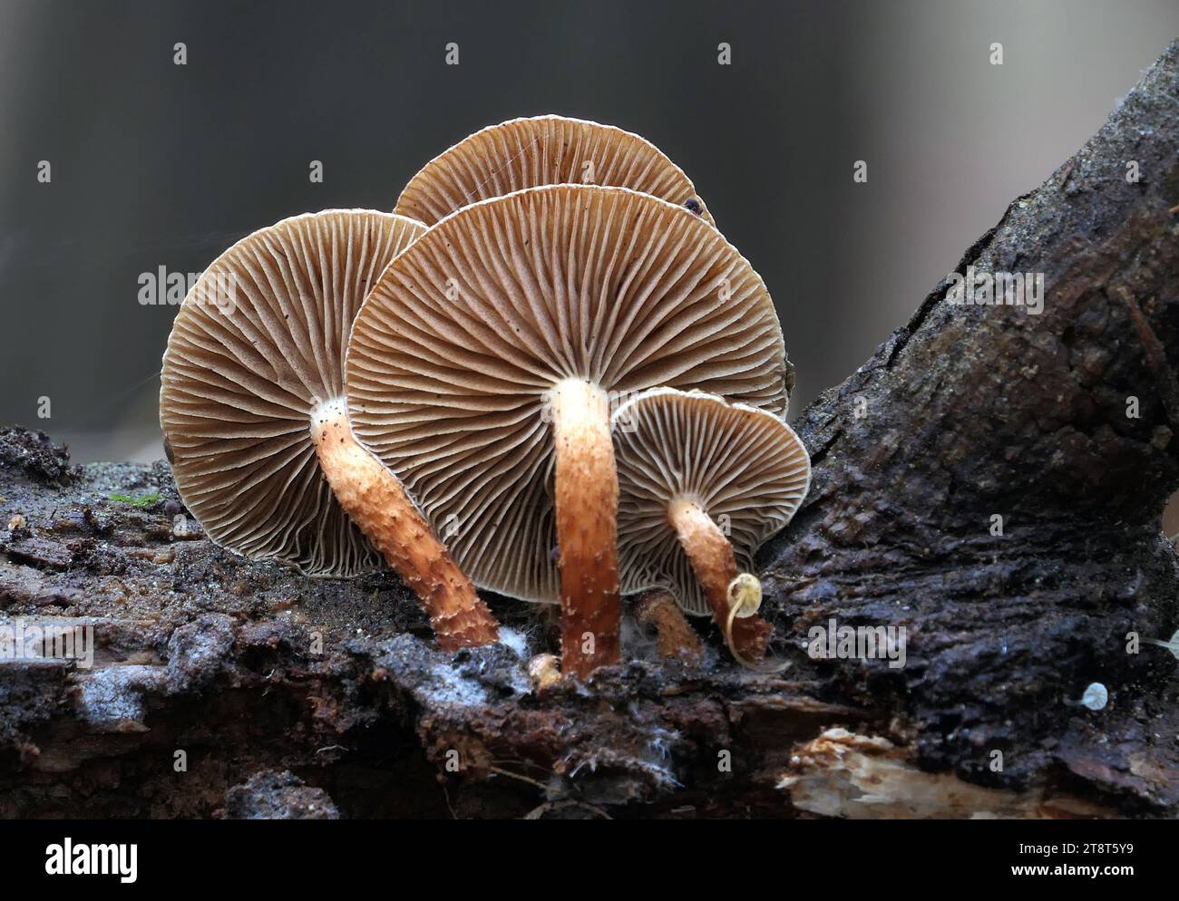 Pholiota sp, Pholiota ist eine Gattung kleiner bis mittelgroßer, fleischiger Pilze aus der Familie der Strophariaceae. Es handelt sich um Sasonden, die typischerweise auf Holz leben. Die Gattung ist vor allem in gemäßigten Regionen weit verbreitet und enthält etwa 150 Arten Stockfoto