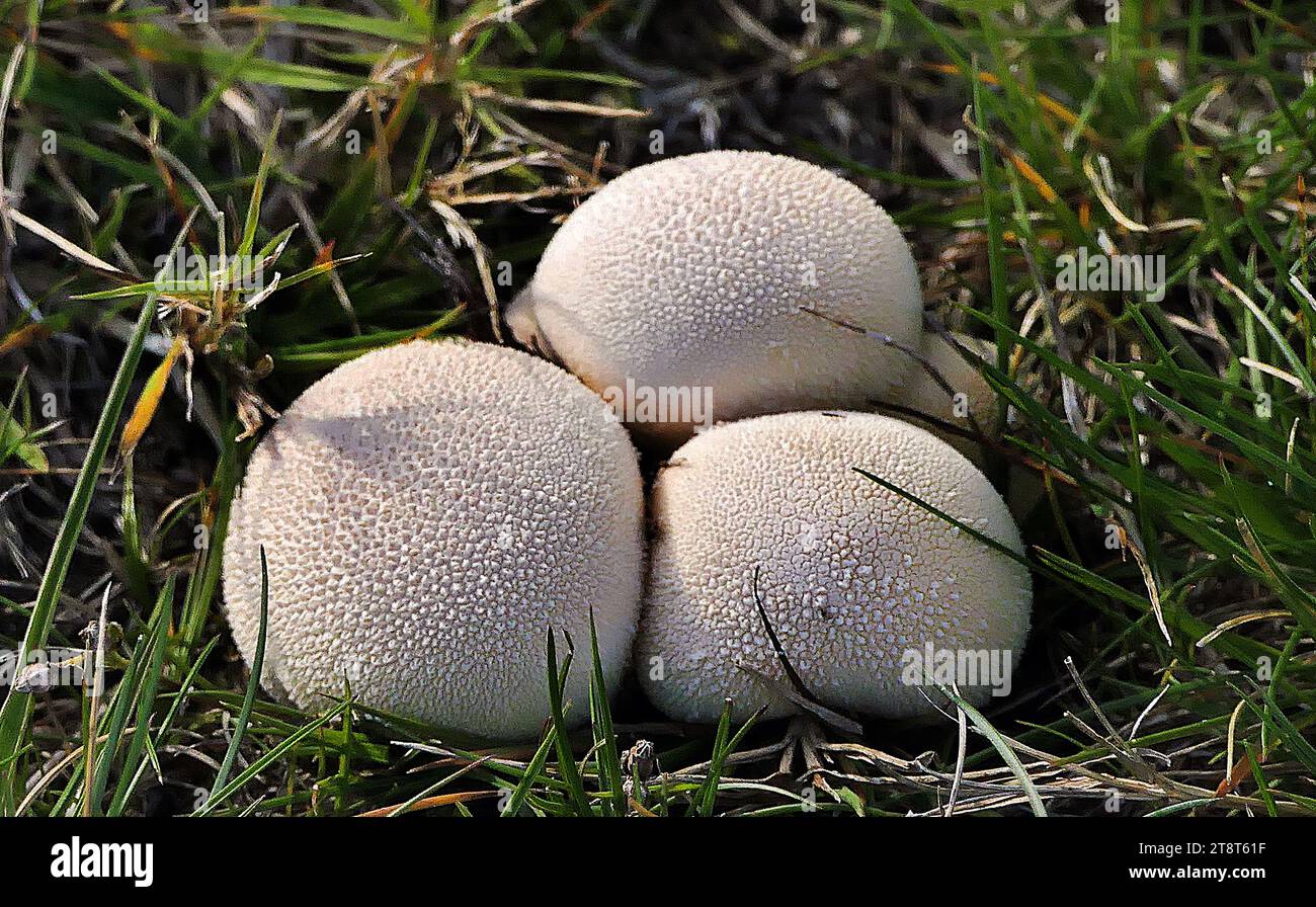 Lycoperdon pratense. Puffbällchen, einer der häufigsten Puffbällchen in Wiesen, sieht Lycoperdon pratense eher wie ein Riesenpuffbällchen aus, wenn man ihn von oben betrachtet, obwohl seine Haut in den frühen Stadien der Entwicklung scheuert, während seine größeren Cousins glatte Haut haben. Sowohl der Meadow Puffball als auch der Riesen Puffball sind essbar, also ist es nicht katastrophal, die beiden zu verwirren. Um diese Puffbällchen zu unterscheiden, schauen Sie unten: Der Meadow Puffball hat einen stumpfartigen Stiel, während es keinen Stiel auf einem Giant Puffball gibt Stockfoto