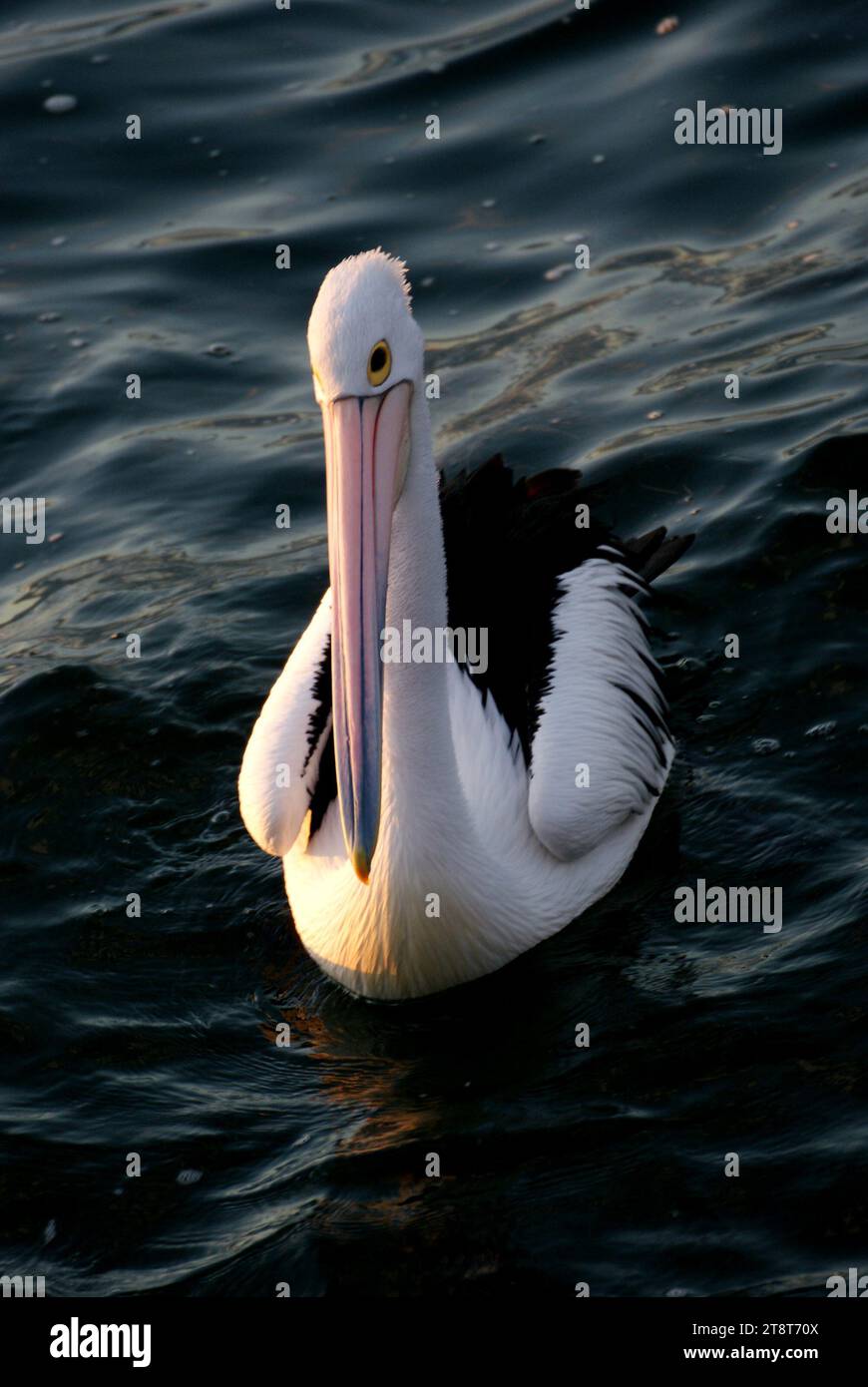 Der australische Pelikan (Pelecanus conspicillatus), der australische Pelikan (Pelecanus conspicillatus) ist ein großer Wasservogel der Familie Pelecanidae, der auf den Binnengewässern Australiens und Neuguineas, auch in Fidschi, Teilen Indonesiens und als Vagrant in Neuseeland verbreitet ist. Es handelt sich um einen überwiegend weißen Vogel mit schwarzen Flügeln und einem rosafarbenen Schnabel. Es wurde berichtet, dass es die längste Schau eines lebenden Vogels hat. Er isst hauptsächlich Fisch, aber auch Vögel und Schrott Stockfoto