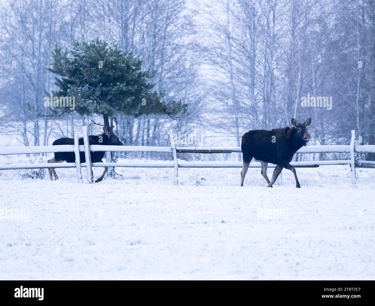 Zwei Elche überqueren ein ländliches Gebiet Stockfoto