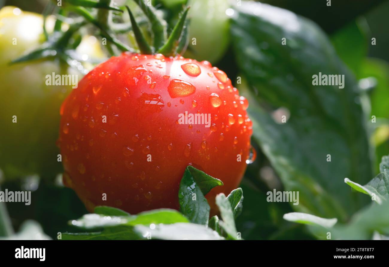 Reife und unreife Tomaten auf der Rebe nach einem Regen Stockfoto