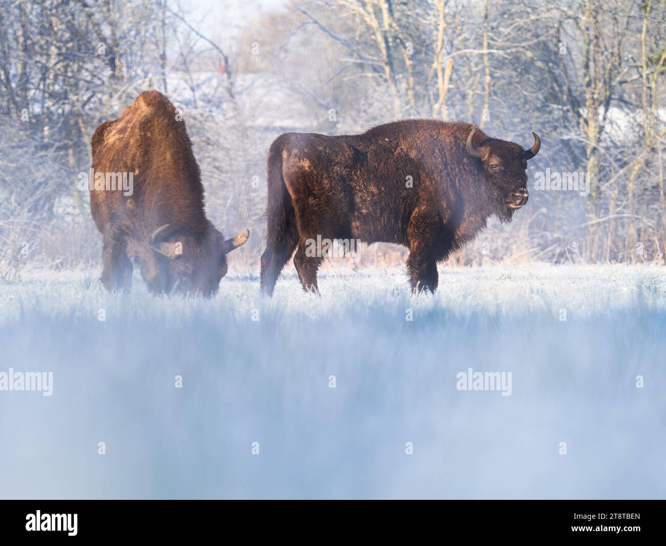 Zwei europäische Bisons in einer Winterlandschaft Stockfoto