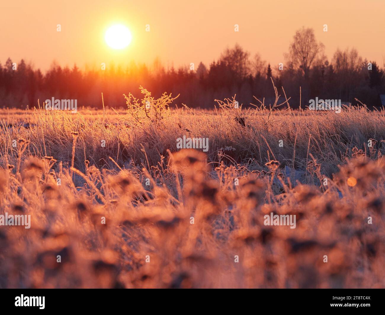 Sonnenaufgang in einer frostigen Landschaft mit warmen Farben Stockfoto