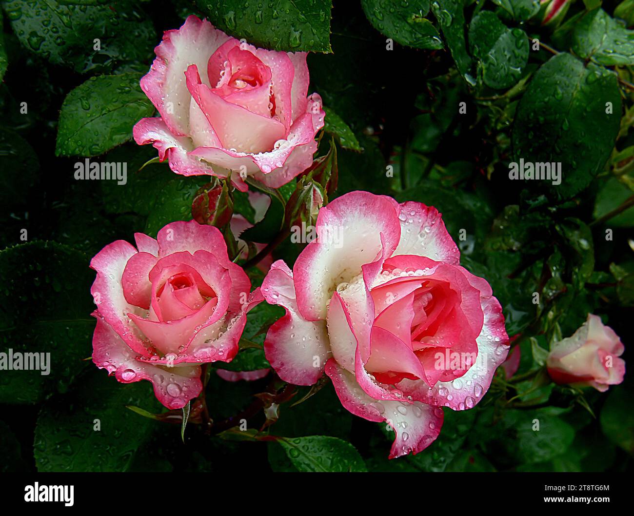 Himbeereis, eine aufmerksame Blumenbunda-Rose mit einer sich ausbreitenden, offenen Gewohnheit, die Sprays von atemberaubenden, rosa und weiß schalen Blüten erzeugt, die dramatisch rot umrandet sind; dichtes dunkelgrünes Laub bietet den perfekten Kontrast, um diesen Sträucher wirklich hervorzuheben Stockfoto